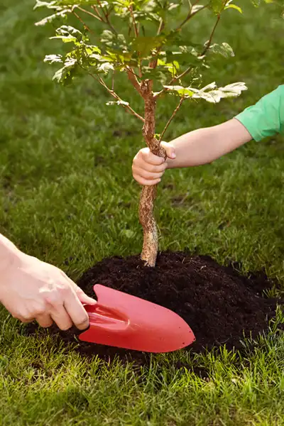 Tree-of-Life-Baumbestattung als besondere Erinnerungsform